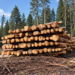 Forststammholz – Sortiertes Nadelholz im Holzpolter